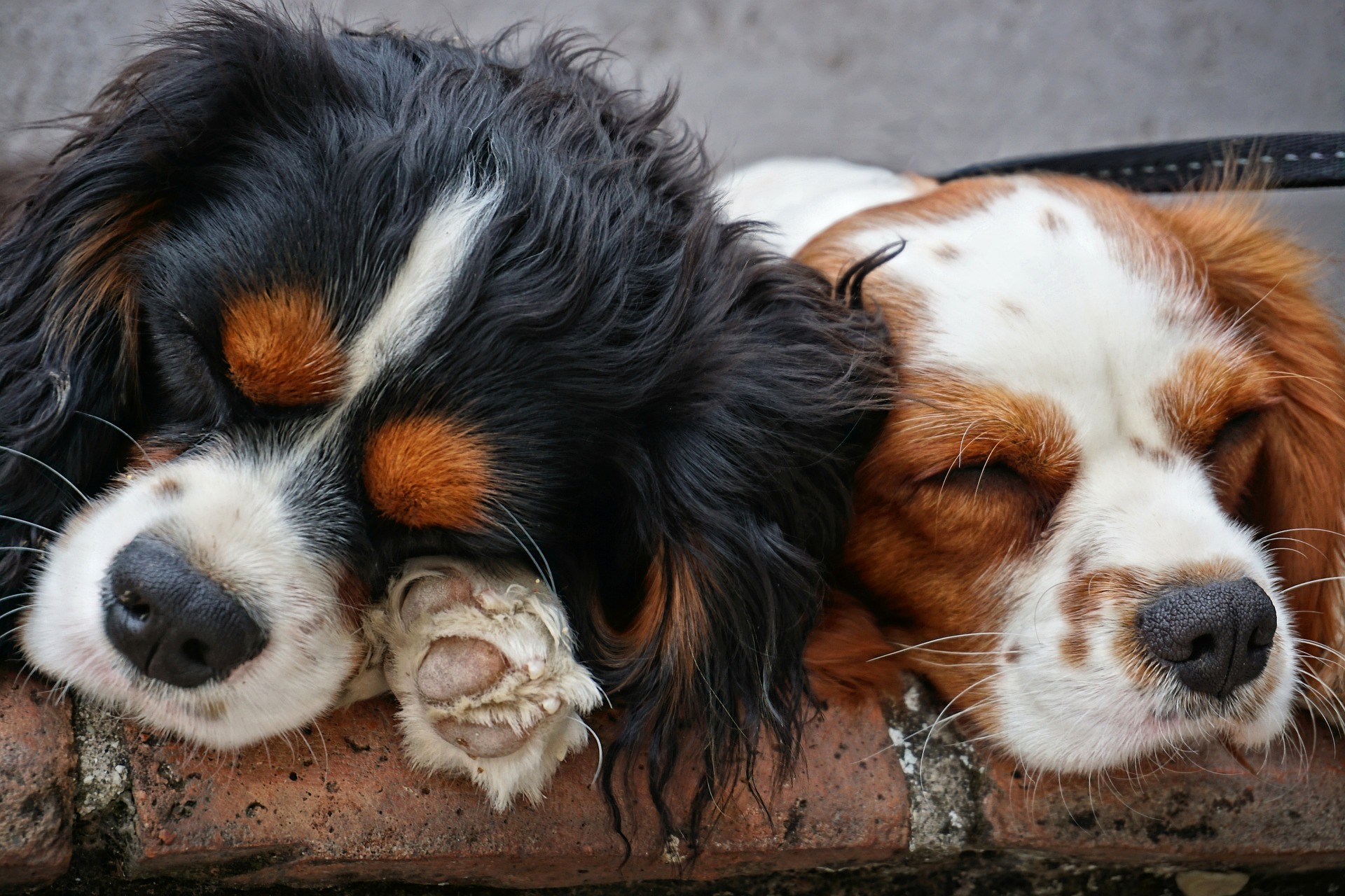 Sleeping Dogs…